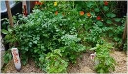 Weeds in Urban Food Garden
